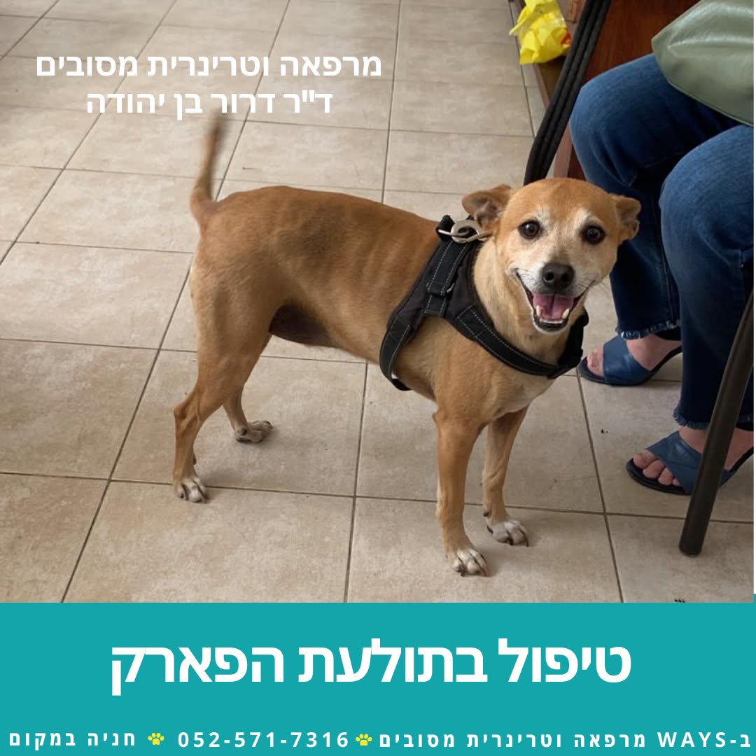 טיפול בתולעת הפארק